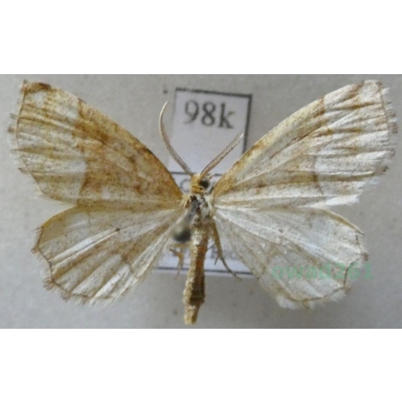 Cepphis advenaria (Hübner, 1790) male Cefis borówczak Slovakia98k